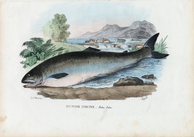 Atlantischer Lachs, 1863-79 von Raimundo Petraroja